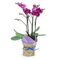 Orquidea Roxa