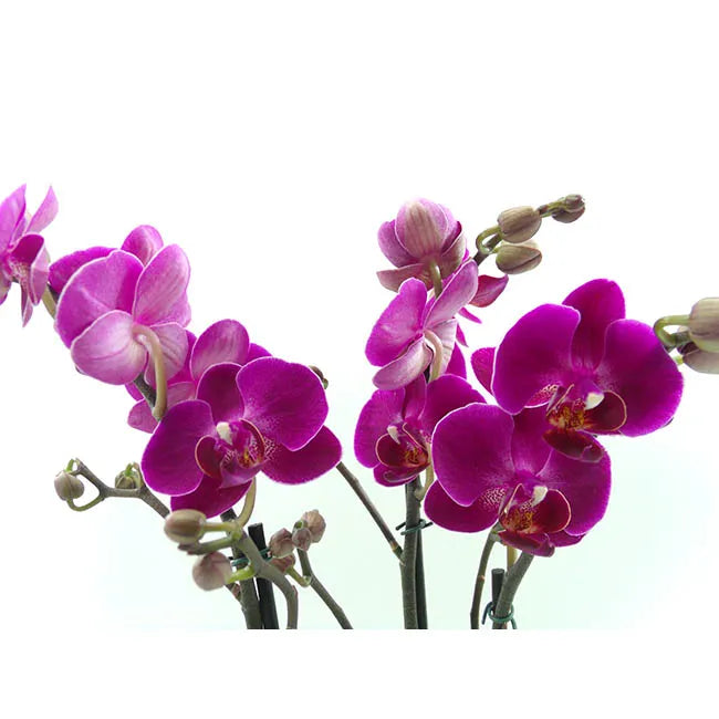 Orquidea Roxa
